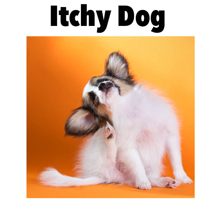 Itchy dog