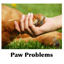 person holding dogs paw