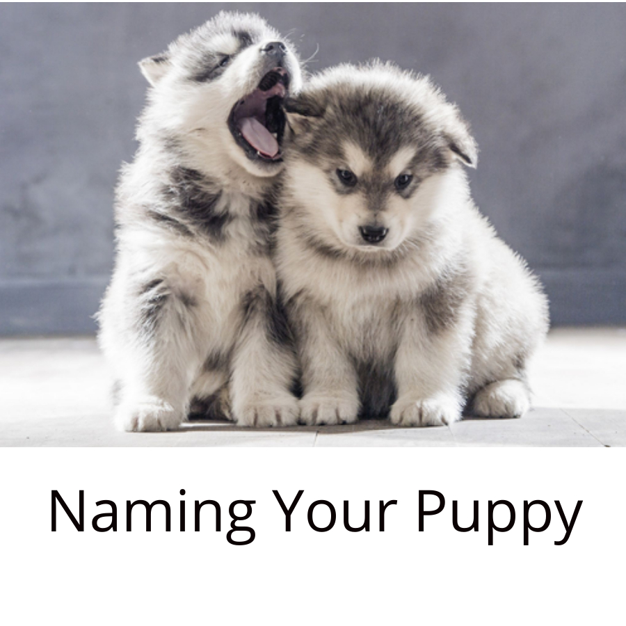 Two cute fluffy puppies