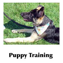 Puppy Training Tips