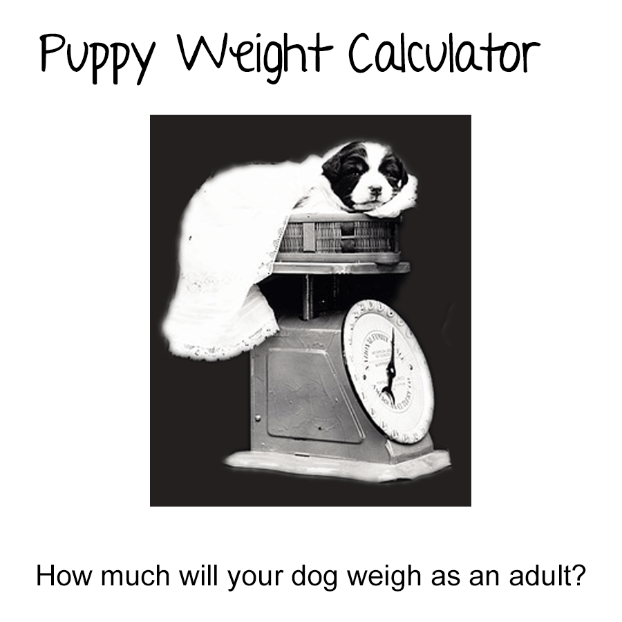 Greyhound Puppy Weight Chart