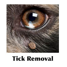Tick on  a dog's face