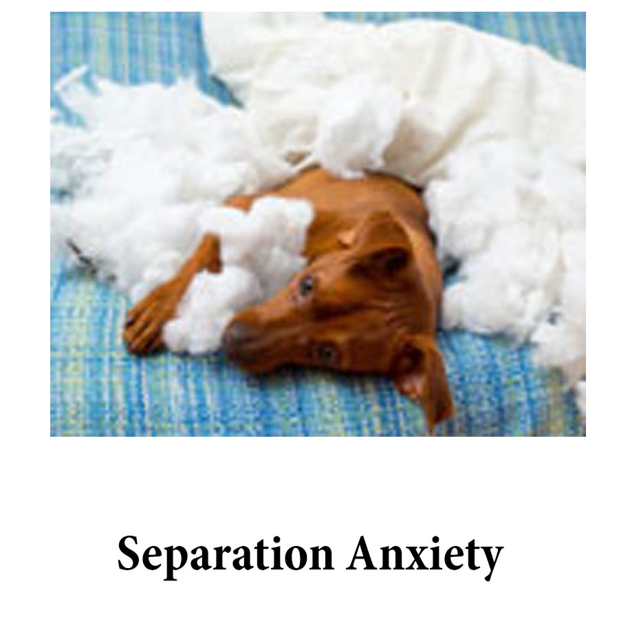 Separation Anxiety in puppies