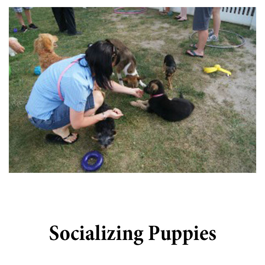 Socializing puppies