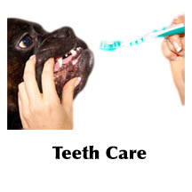Dog having his teeth cleaned