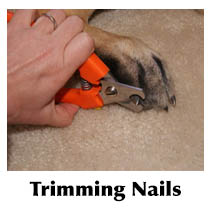 Clipping a dog's nails