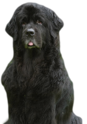 Newfoundland dogs are prone to hot spots.