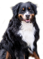 Bermese mountain dogs are prone to hot spots.