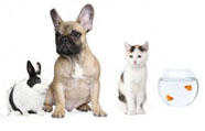 Dogs and other pets can benefit from you having your own pet related business.
