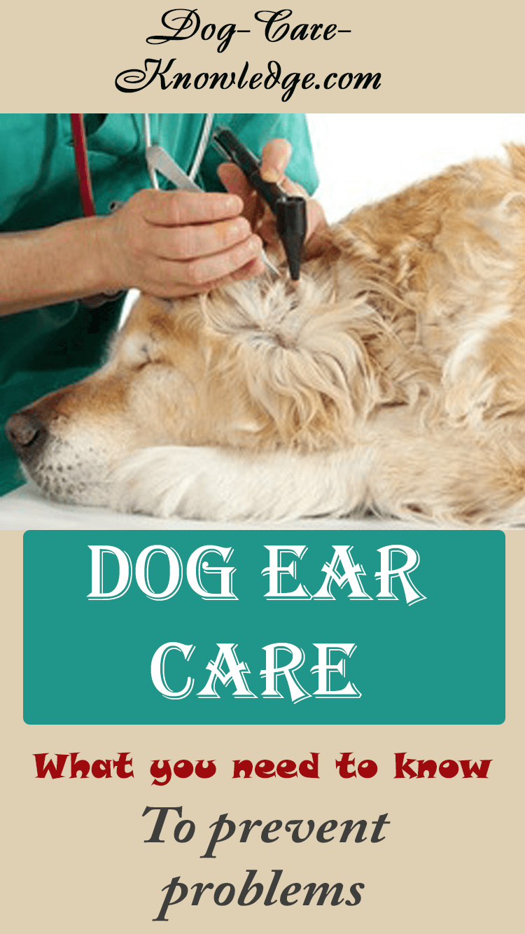 Dog Ear Care This is What You Should Know