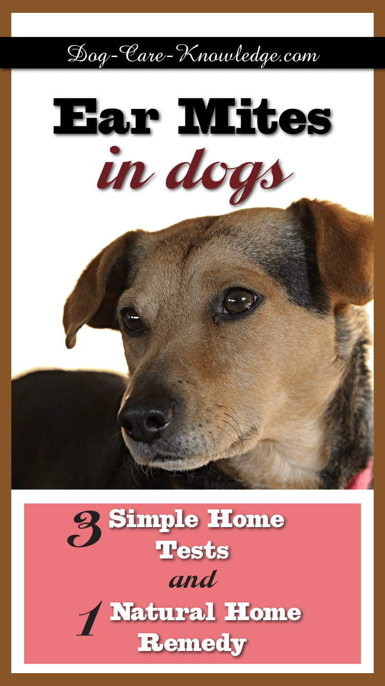 how to help a dog with ear mites