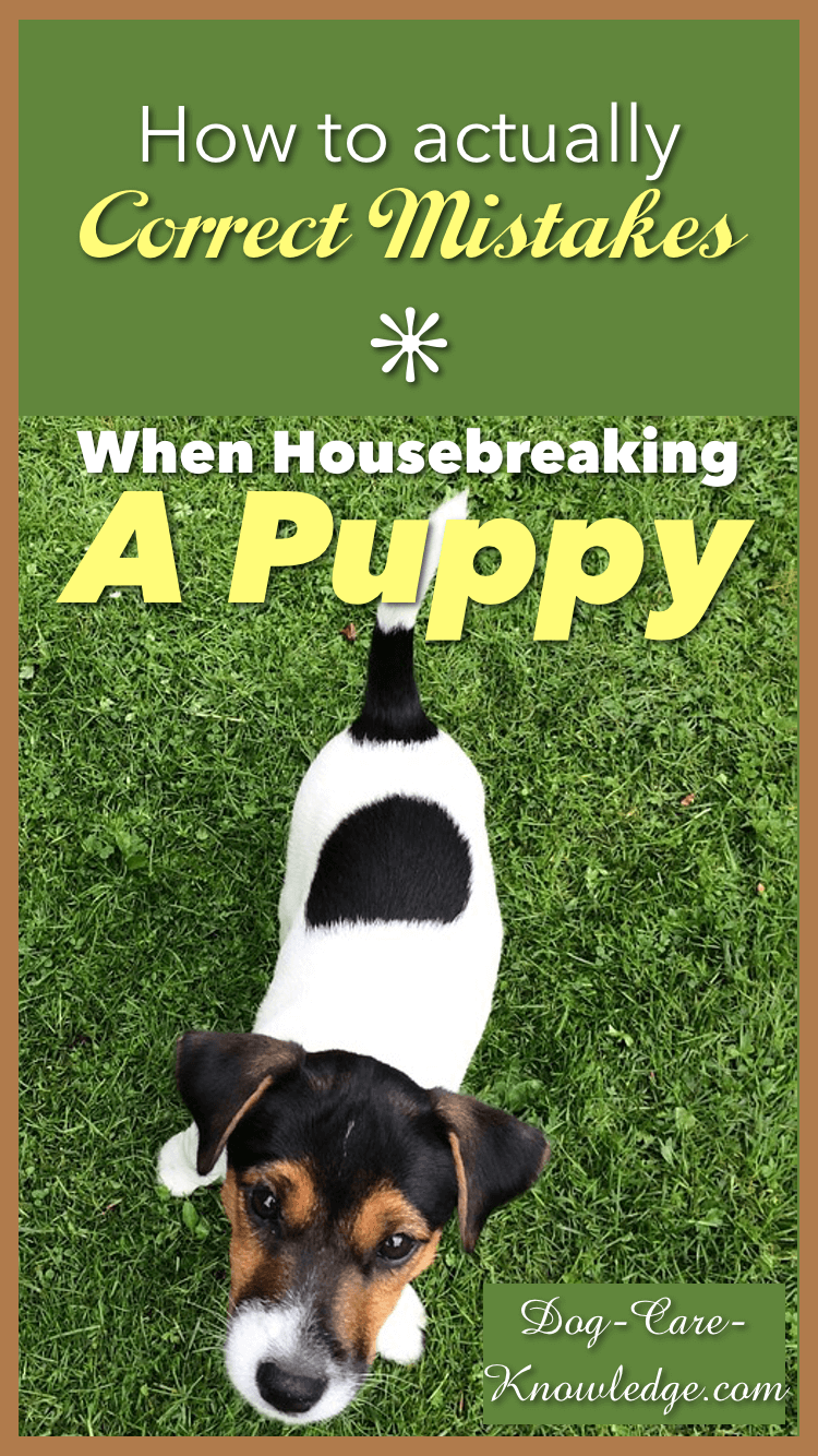 Housebreaking A Puppy How To Actually Correct Mistakes