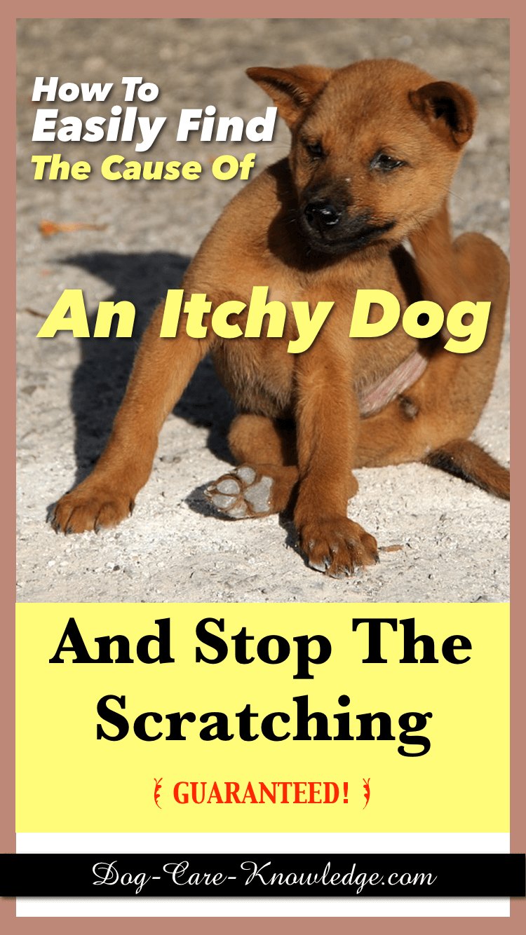 pin itchy dog c