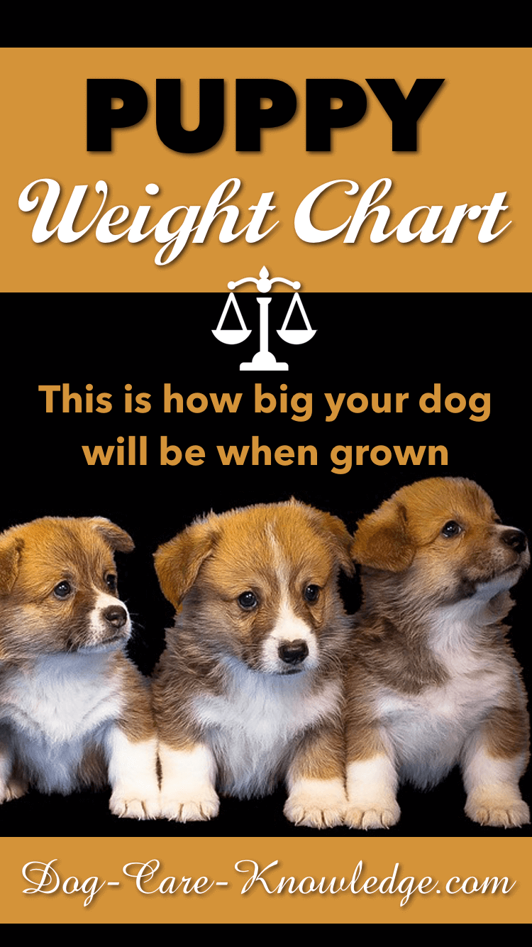 Large Dog Growth Chart