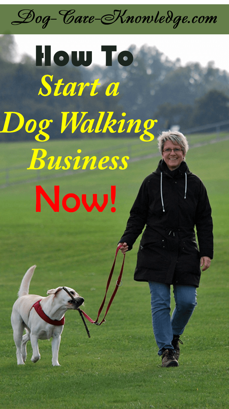 How To Start a Dog Walking Business, Like Now!