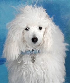 Poodle.