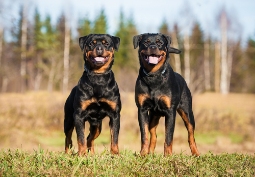 Two Rottweiler dogs in a field Two Rottweiler dogs in a field