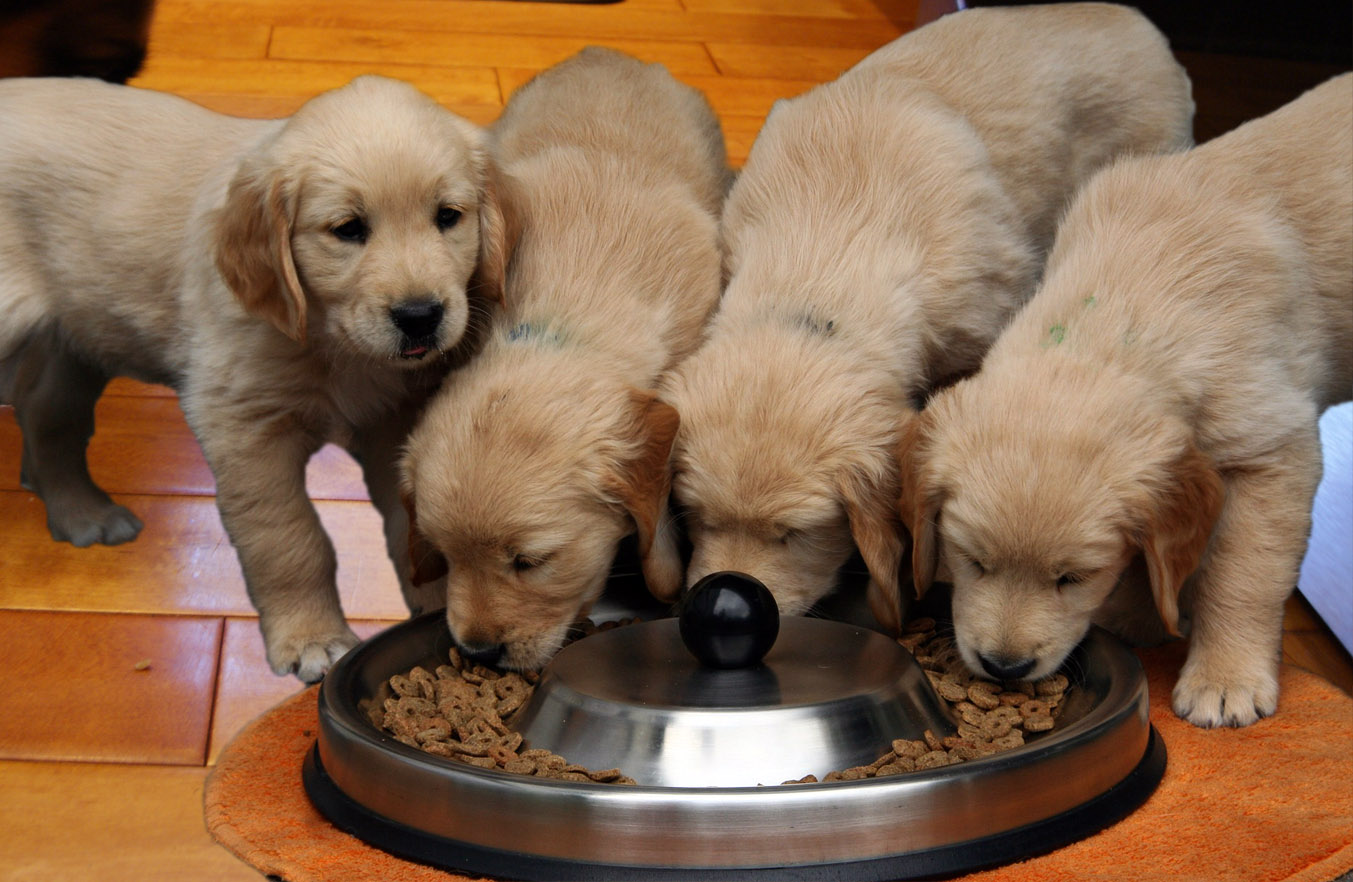 what should a 8 week old puppy eat