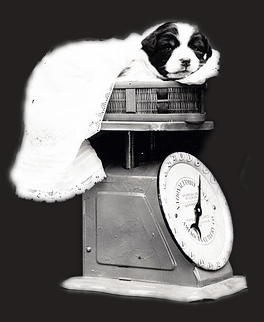 Cavalier King Charles Spaniel Puppy Weight Chart