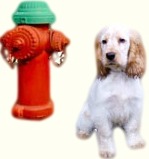 House training a puppy to poop on schedule. House training a puppy to poop on schedule.
