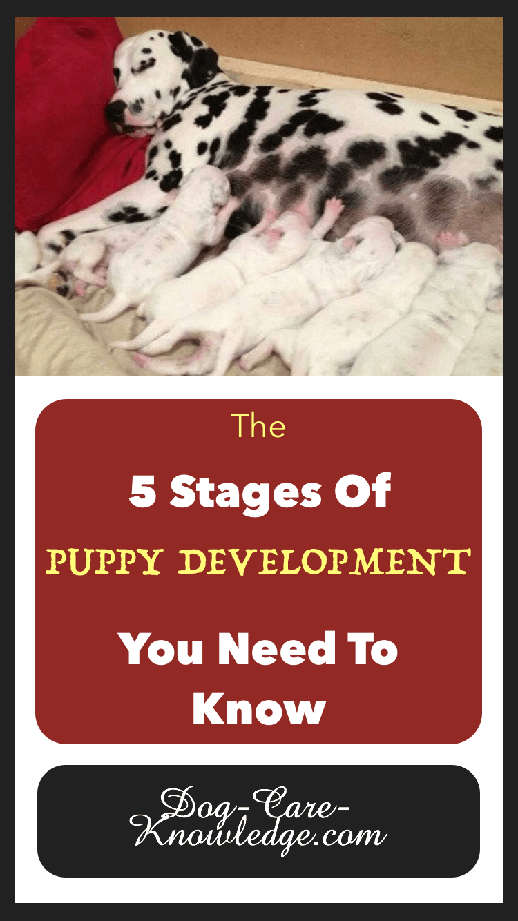 puppy development c