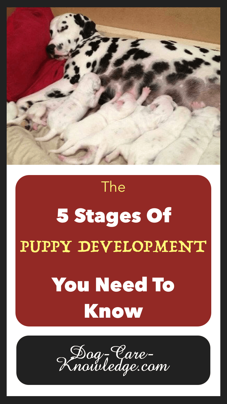 18 week old puppy sale biting
