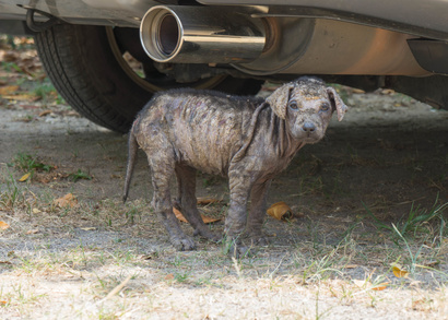 Is There A Natural Cortisone For Dogs Is There A Natural Cortisone For Dogs