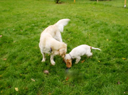 Puppy spaniel meeting an adult golden retriever.