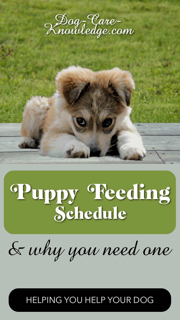 what are the best times to feed a puppy