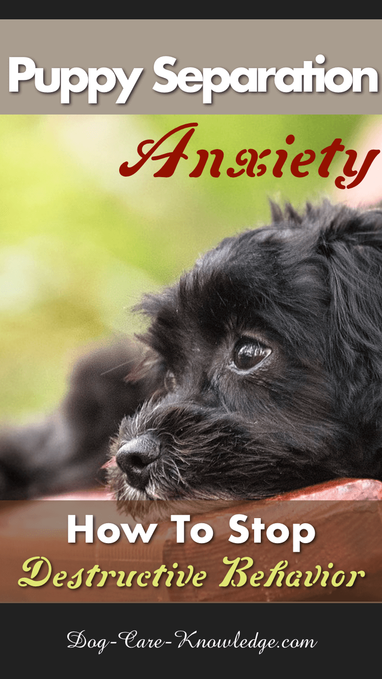 Puppy Separation Anxiety How To Stop Destructive Behavior