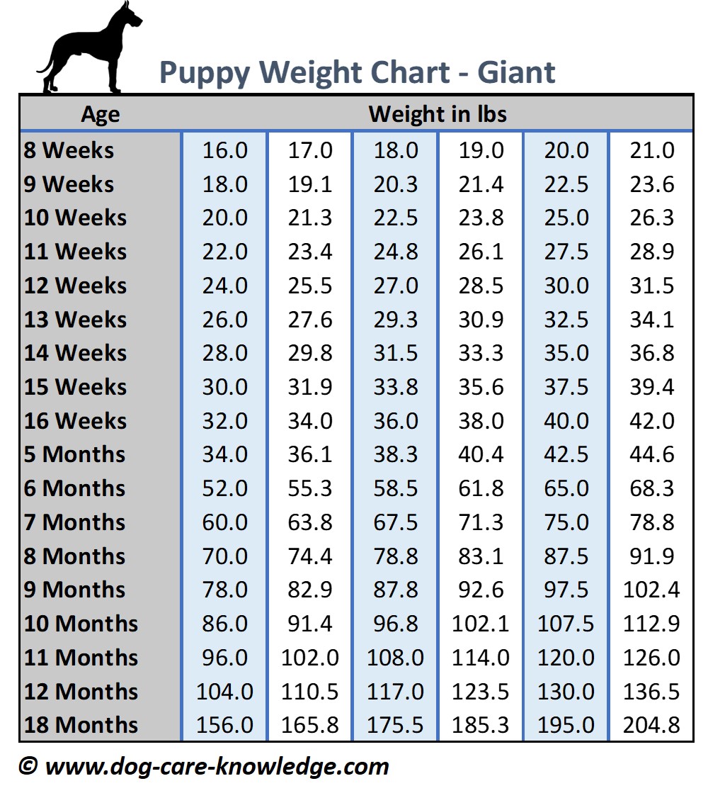 Dog Food Portions Chart