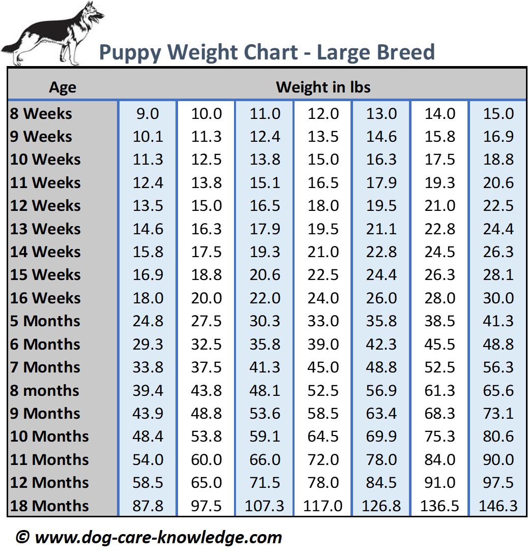 Bloodhound Weight Chart