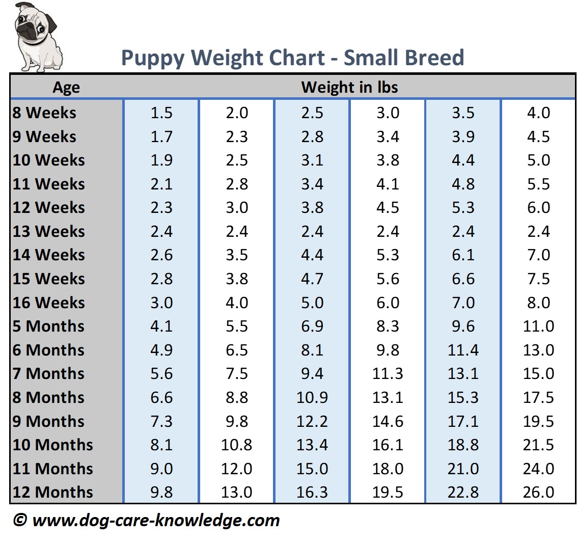 Shih Tzu Weight Chart Kg Shih Tzu Dog