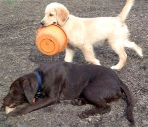 Puppy Golden Retriever carrying its puppy bowl. Puppy Golden Retriever carrying its puppy bowl.