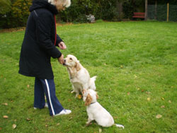 Puppy introductions using treats as a positive reinforcement.