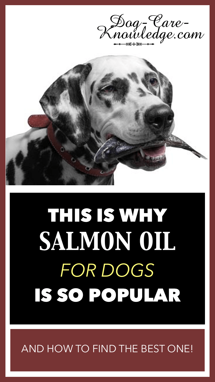 Is Salmon Good For Dogs With Allergies Is Salmon Good For Dogs With Allergies