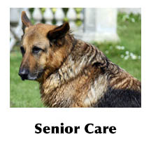 Senior GSD