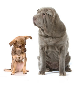 Big dog and little dog.