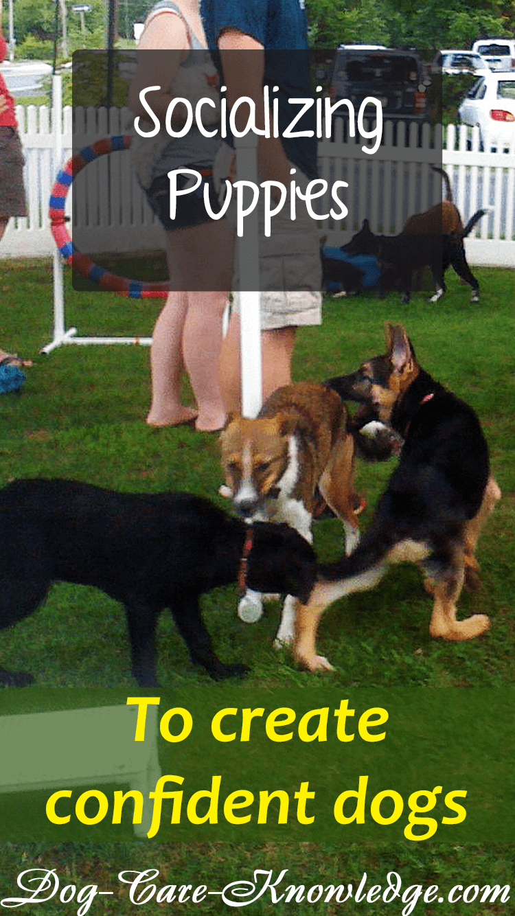 Socializing puppies to prevent fear or aggression problems.