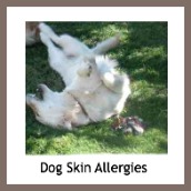 Dogs with allergies