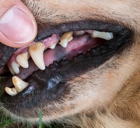 Dog Teeth Health Chart