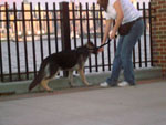 Walking backwards and treating your puppy when it follows helps to leash train.
