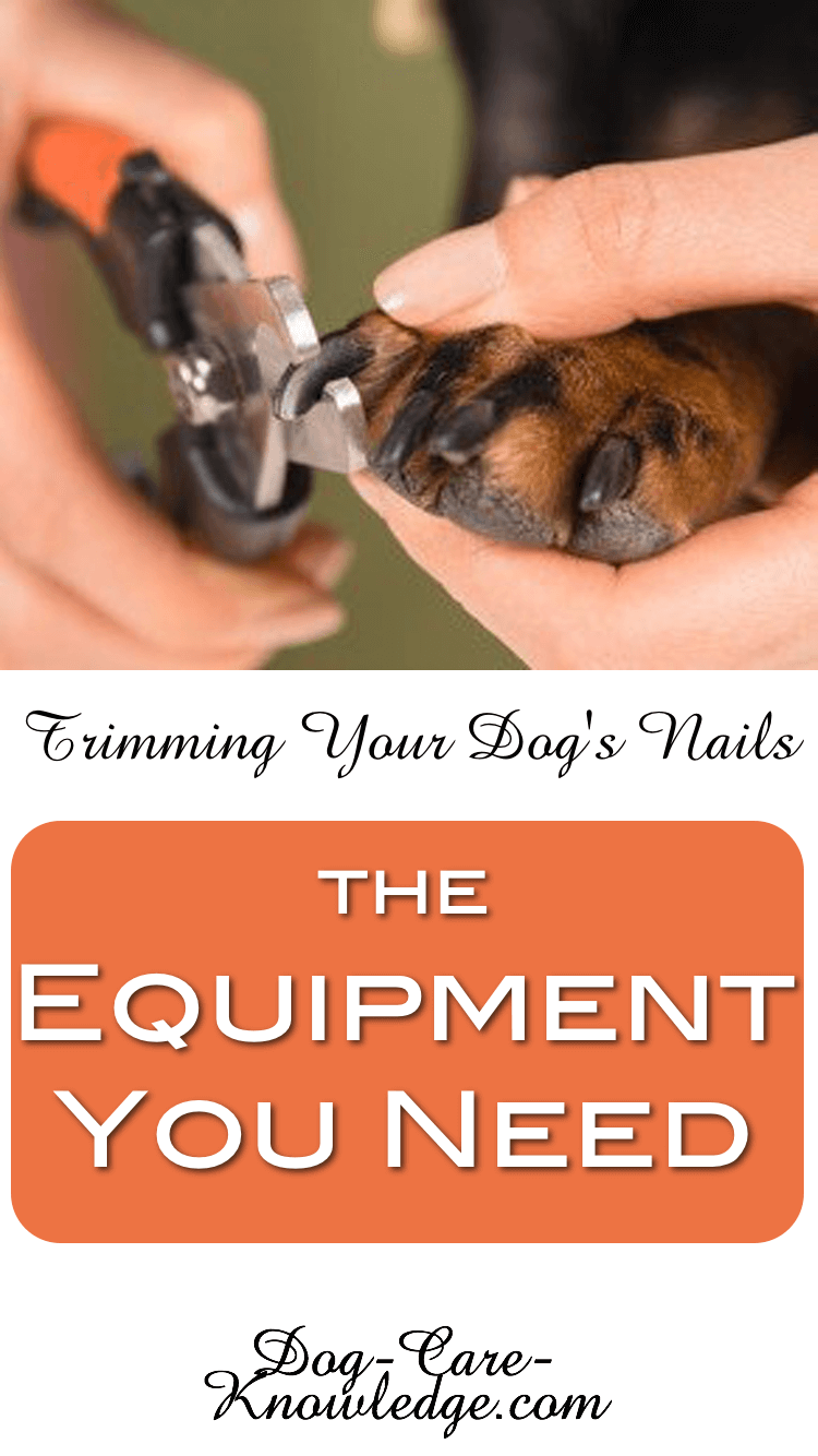 Trimming Dog Nails: How To Do It Stress Free
