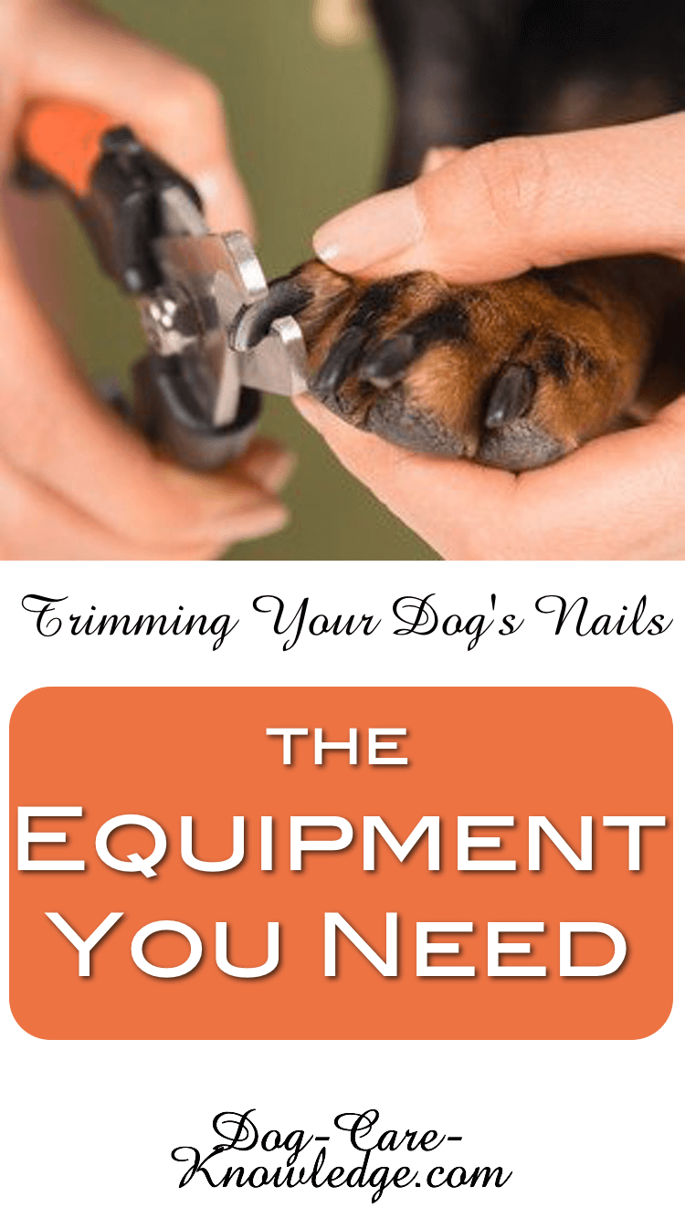 How to Cut Your Dog's Nails When They Hate It: 7 Valuable Tips