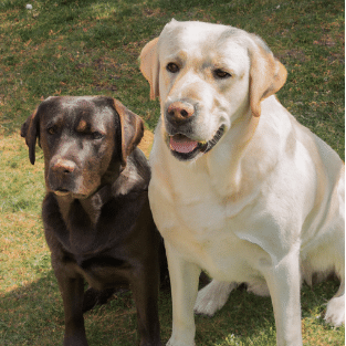 Two labrador dogs