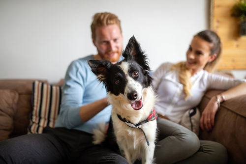 Happy dog with owners Happy dog with owners