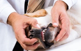 Vet examining dog's teeth. Dog dental care