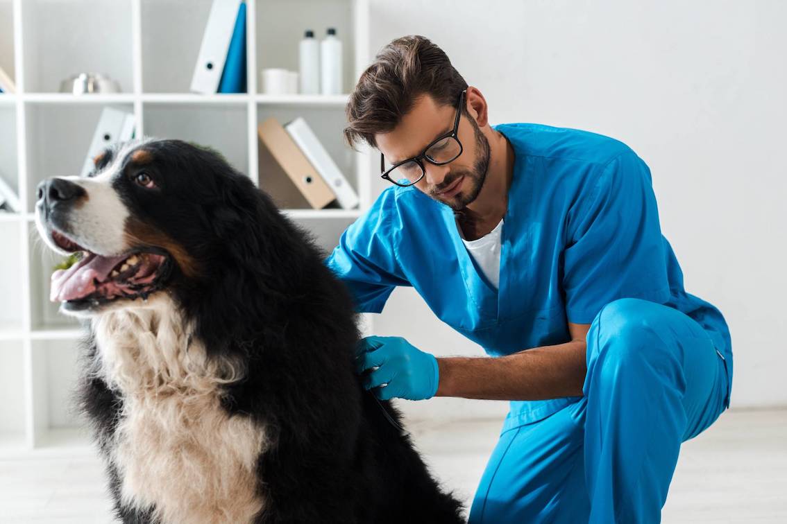 Veterinarian examining dog for dry skin