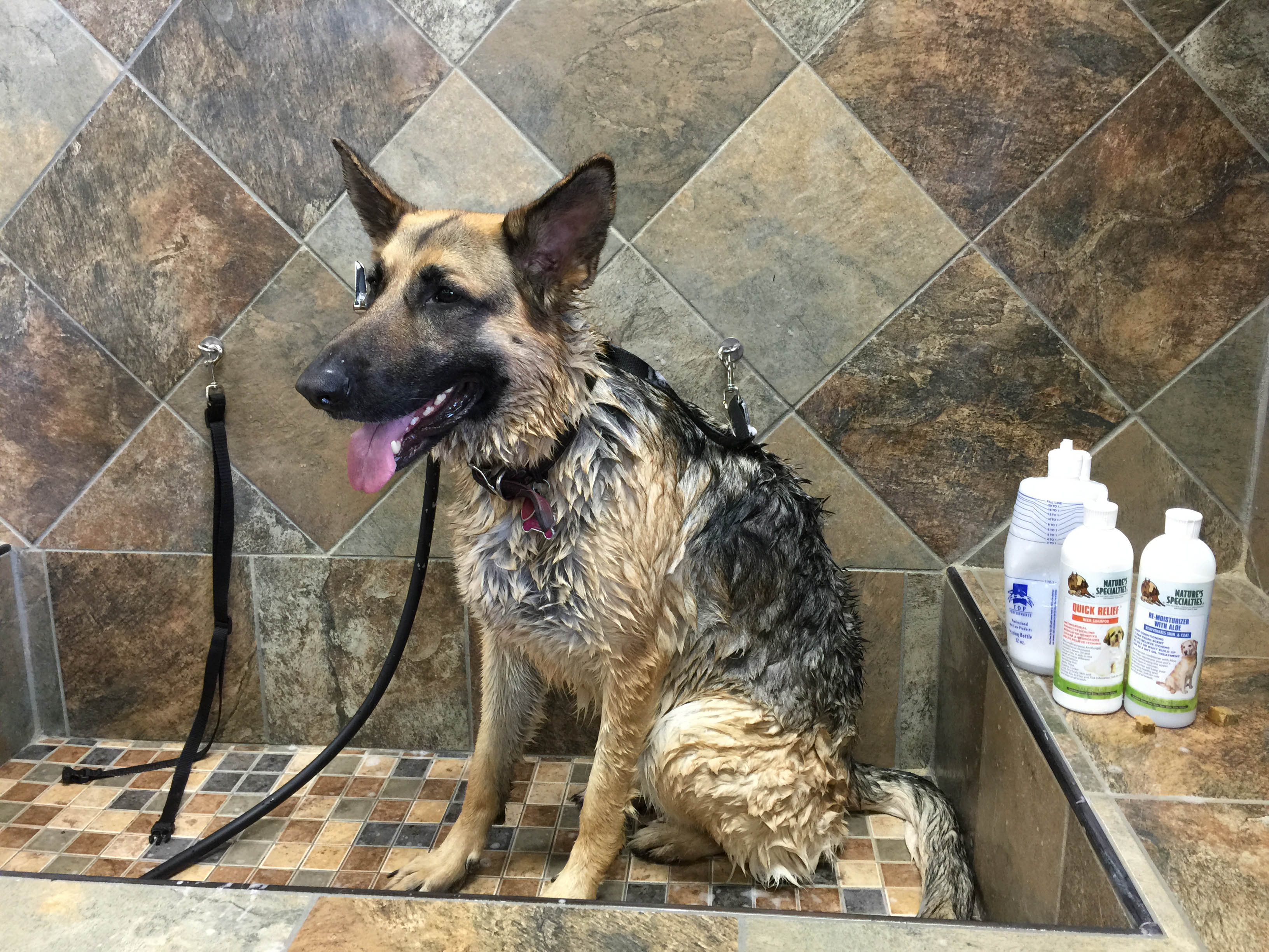 Dog Dry Skin This Is Why Your Dog Has It Now See What To Do