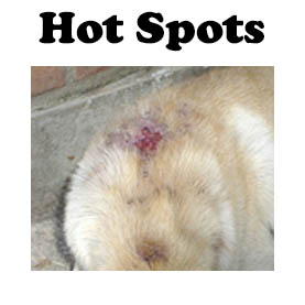 Dog Skin Conditions You Need To Know How Cure And Treat Them Quick Treatment For Hot Spots In Dogs